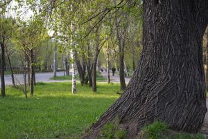 Старая ива
