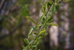 Веточка