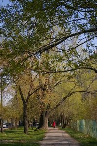 Аллея